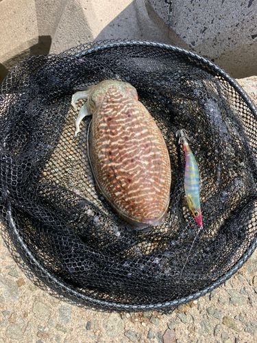 コウイカの釣果