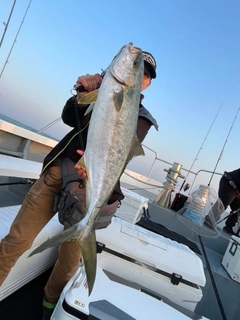 ヒラマサの釣果