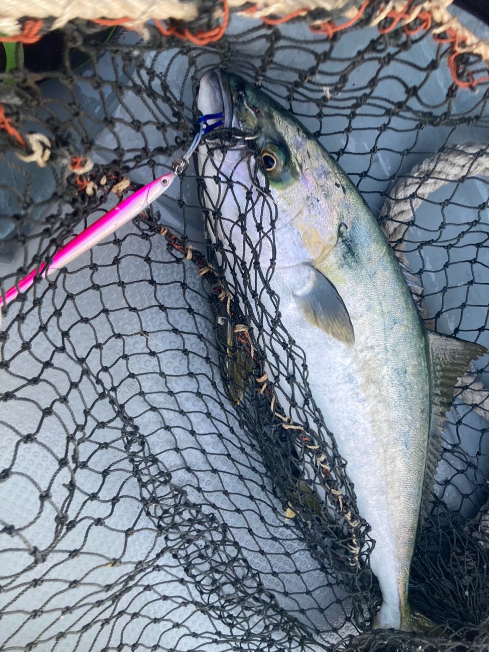 Mackey-jiggingさんの釣果 3枚目の画像
