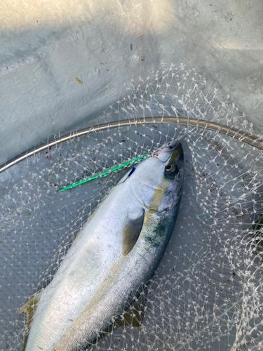 ヒラマサの釣果