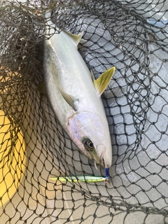 ヒラマサの釣果