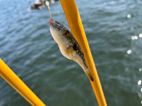 クサフグの釣果