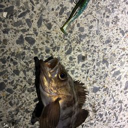 メバル