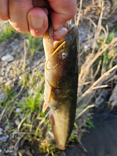ニホンナマズの釣果