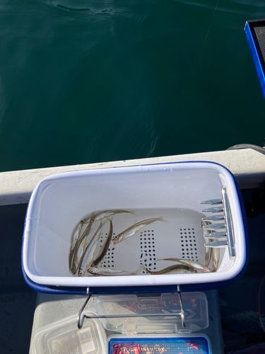 ワカサギの釣果