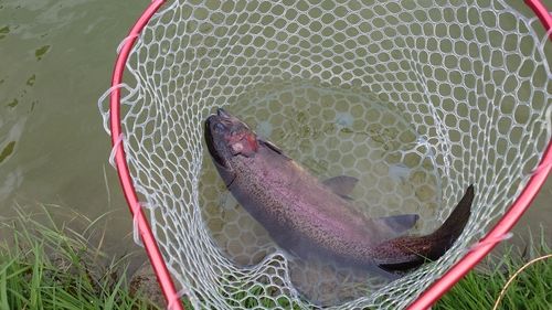 トラウトの釣果