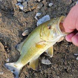 スモールマウスバス