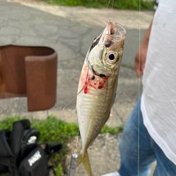 マアジ