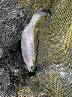 ニジマスの釣果