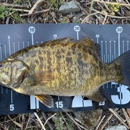 スモールマウスバス