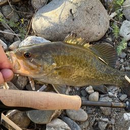 スモールマウスバス