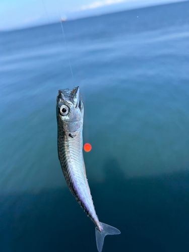 サバの釣果