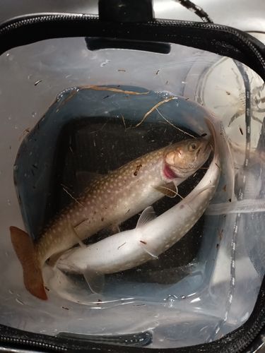 イワナの釣果