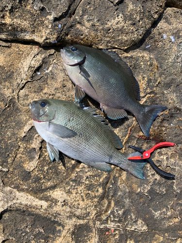 グレの釣果