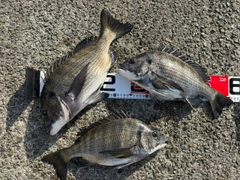 チヌの釣果