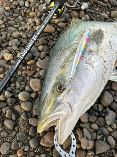 ブリの釣果
