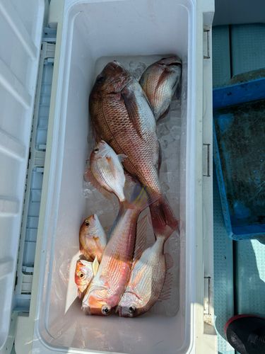 レンコダイの釣果