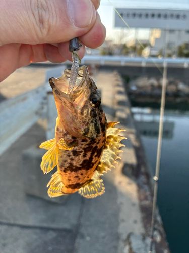 タケノコメバルの釣果