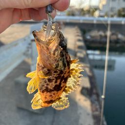 タケノコメバル