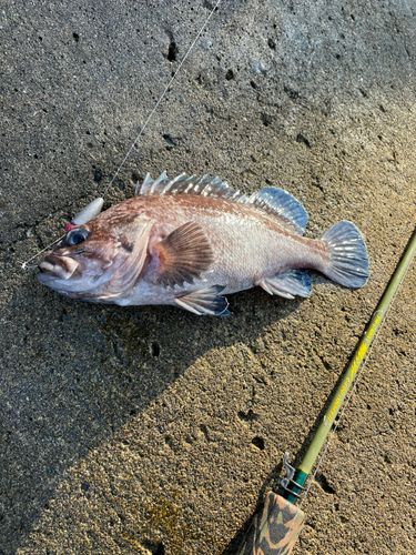クロソイの釣果