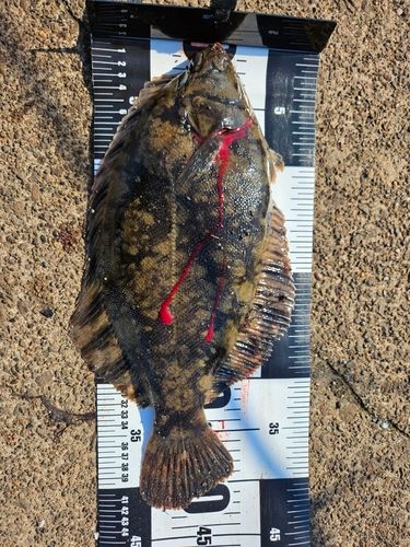 クロガレイの釣果