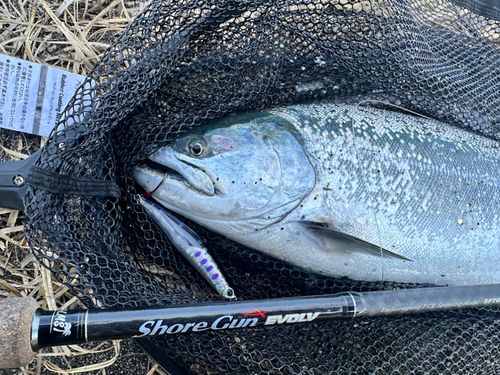 サクラマスの釣果