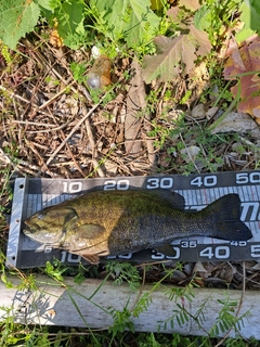 スモールマウスバスの釣果