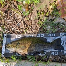 スモールマウスバス