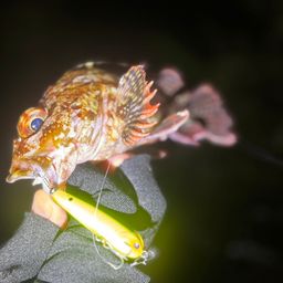 カサゴ