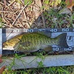 スモールマウスバス