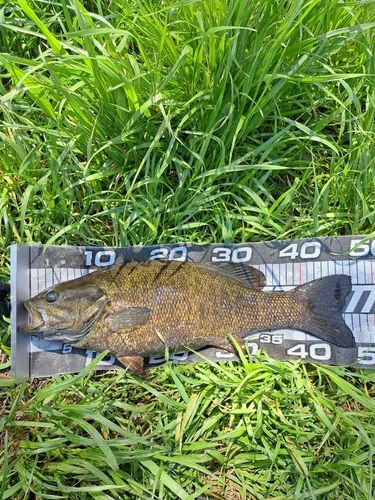 スモールマウスバスの釣果