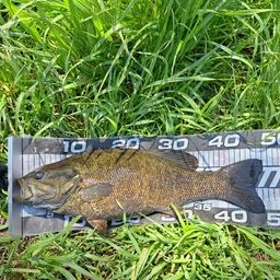 スモールマウスバス