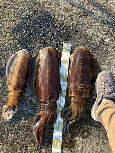 アオリイカの釣果