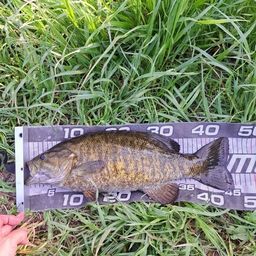 スモールマウスバス