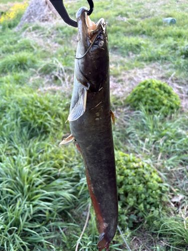 ニホンナマズの釣果