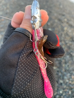 釣果