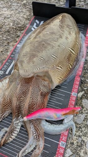 モンゴウイカ