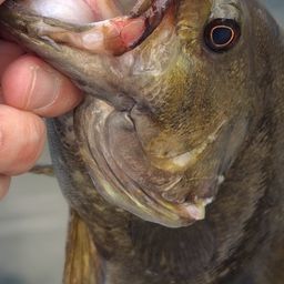 スモールマウスバス