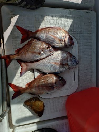 マダイの釣果