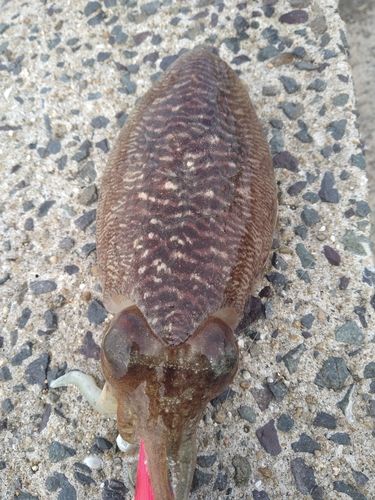 モンゴウイカの釣果