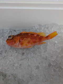 アヤメカサゴの釣果