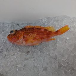 アヤメカサゴ