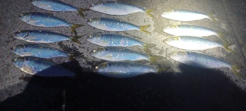 コノシロの釣果