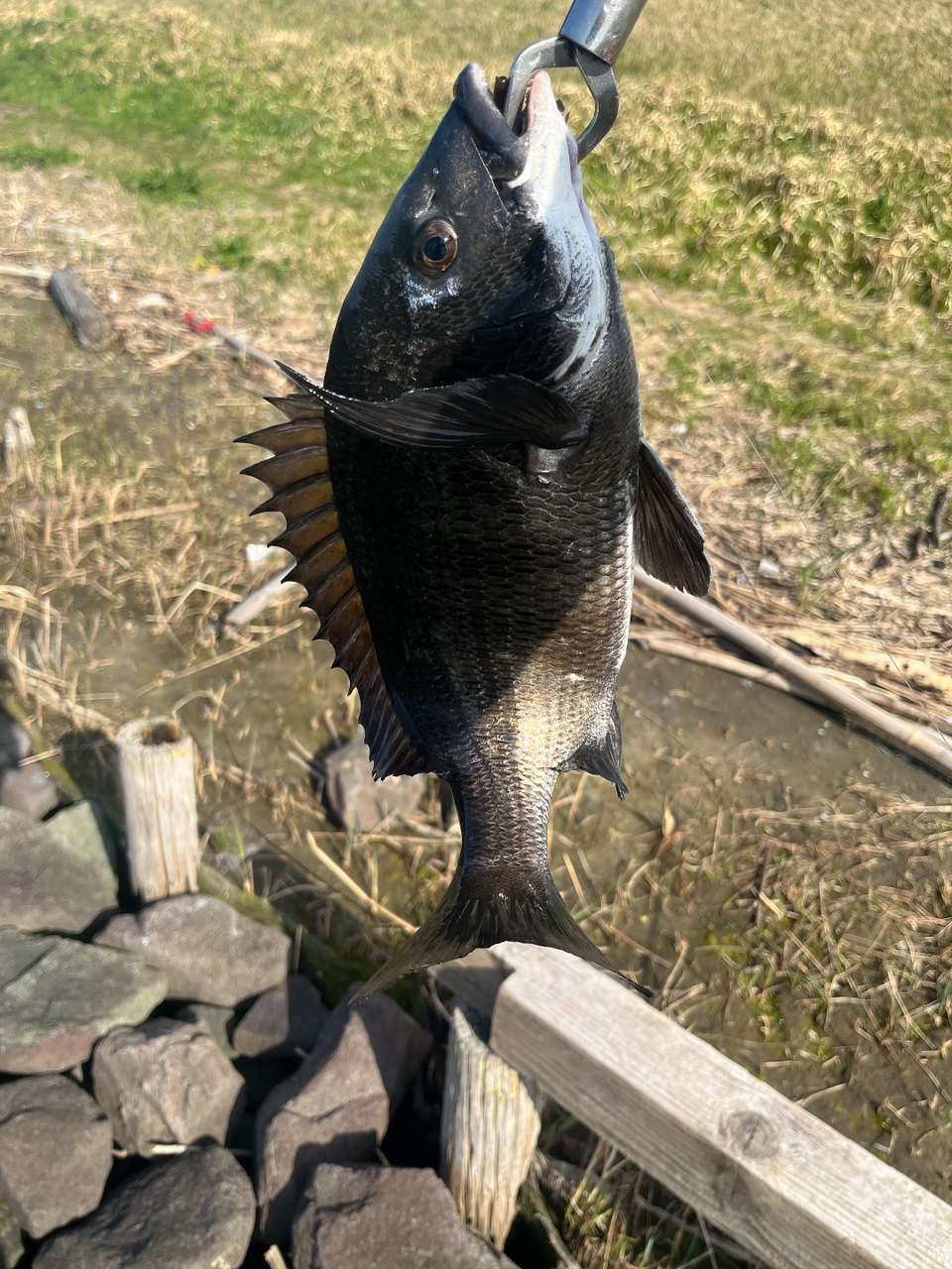 DAIWA 20セブンハーフ 76LBの最安値・インプレ・釣果 | 本音の