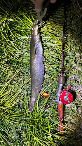 マナマズの釣果