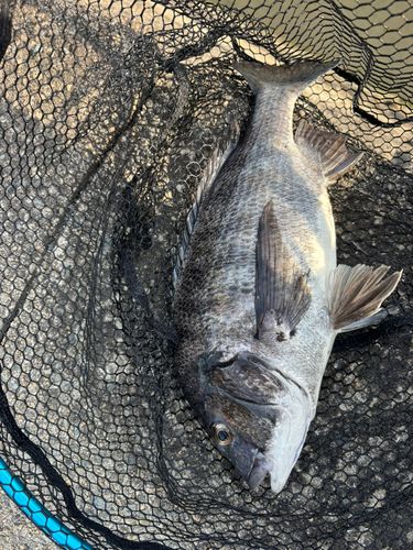 クロダイの釣果