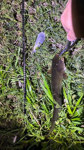 マナマズの釣果