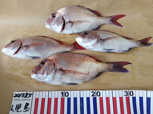 マダイの釣果