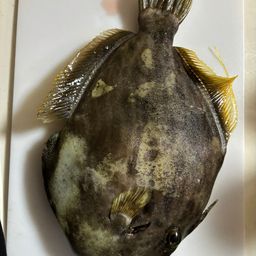 カワハギ