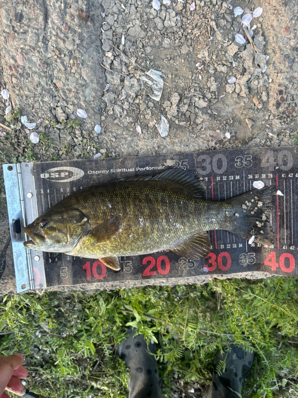 スモールマウスバス